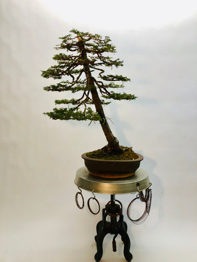 Front #2 of Hinoki Cypress Bonsai Tree Styled By Creighton Bostrom 