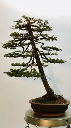 Front #2 of Hinoki Cypress Bonsai Tree Styled By Creighton Bostrom