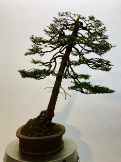 Left Side of Hinoki CypressBonsai Tree Styled By Creighton Bostrom