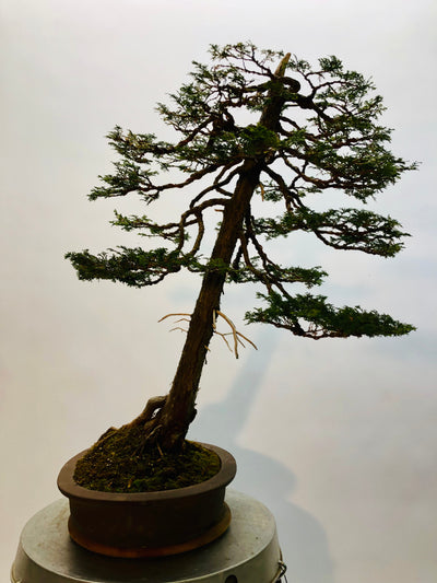 Left Side of Hinoki CypressBonsai Tree Styled By Creighton Bostrom