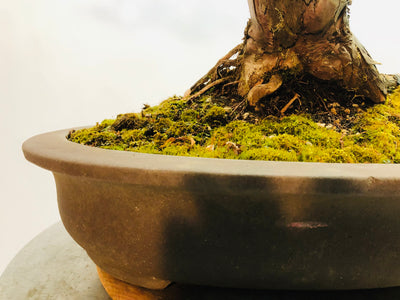 Pot for Hinoki Cypress Bonsai Tree Styled By Creighton Bostrom