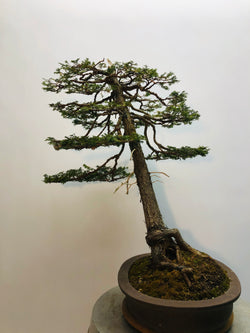 Right Side of Hinoki Cypress Bonsai Tree Styled By Creighton Bostrom