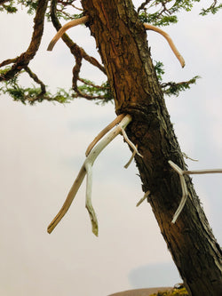Trunk of Hinoki Cypress Bonsai Tree Styled By Creighton Bostrom