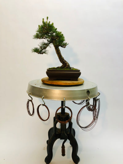 Front #2 of Black Pine Bonsai Tree Styled By Creighton Bostrom