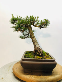 Right Side of Black Pine Bonsai Tree Styled By Creighton Bostrom