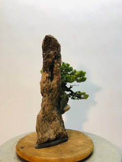 Back of Juniper on Lace Rock Bonsai Tree Styled By Creighton Bostrom 