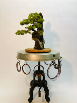 Front of Juniper on Lace Rock Bonsai Tree Styled By Creighton Bostrom