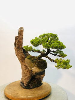 Left Side  of Juniper on Lace Rock Bonsai Tree Styled By Creighton Bostrom