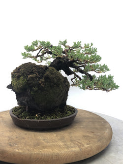 Back #2 of Juniper on Lava Rock Bonsai Tree Styled By Creighton Bostrom