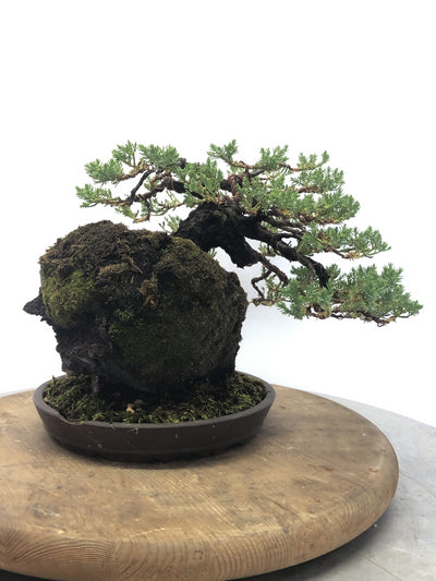 Back #2 of Juniper on Lava Rock Bonsai Tree Styled By Creighton Bostrom