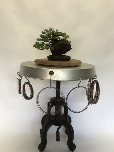 Front of  Juniper on Lava Rock Bonsai Tree Styled By Creighton Bostrom