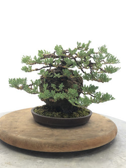 Left Side of  Juniper on Lava Rock Bonsai Tree Styled By Creighton Bostrom