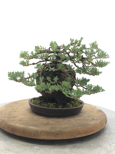 Left Side of  Juniper on Lava Rock Bonsai Tree Styled By Creighton Bostrom