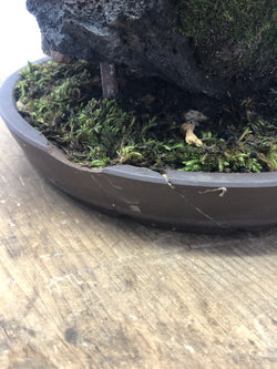 Pot for  Juniper on Lava Rock Bonsai Tree Styled By Creighton Bostrom