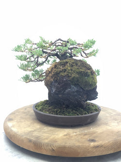 Right Side of  Juniper on Lava Rock Bonsai Tree Styled By Creighton Bostrom