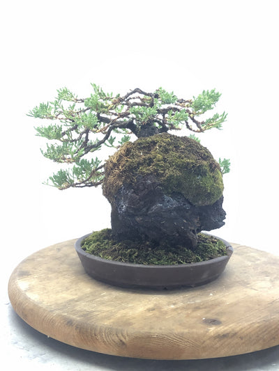 Right Side of  Juniper on Lava Rock Bonsai Tree Styled By Creighton Bostrom