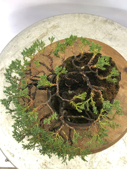 Top of  Juniper on Lava Rock Bonsai Tree Styled By Creighton Bostrom