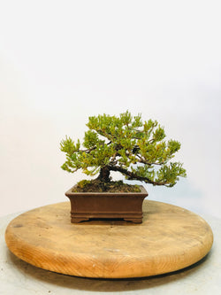 Back of Shohin Juniper Bonsai Tree Styled By Creighton Bostrom