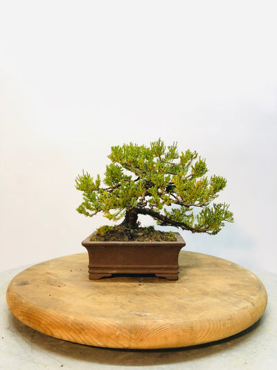 Back of Shohin Juniper Bonsai Tree Styled By Creighton Bostrom