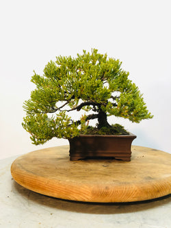 Front of Shohin Juniper Bonsai Tree Styled By Creighton Bostrom