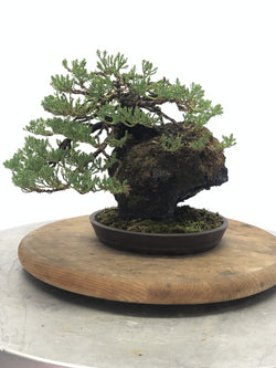 Back of  Juniper on Lava Rock Bonsai Tree Styled By Creighton Bostrom