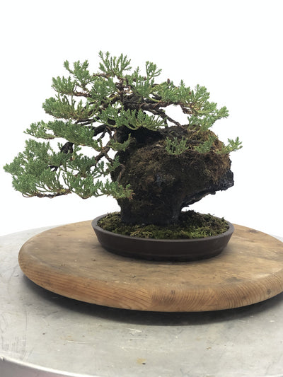 Back of  Juniper on Lava Rock Bonsai Tree Styled By Creighton Bostrom