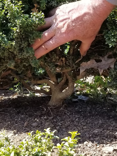 Kingsville Boxwood Medium Pre-Bonsai Trees