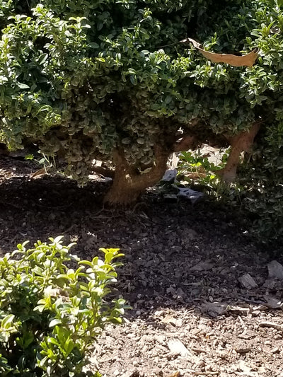 Kingsville Boxwood Medium Pre-Bonsai Trees