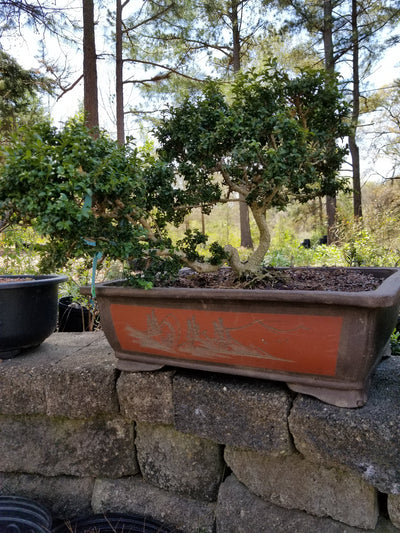 Boxwood Twin Trunk Specimen Bonsai Tree