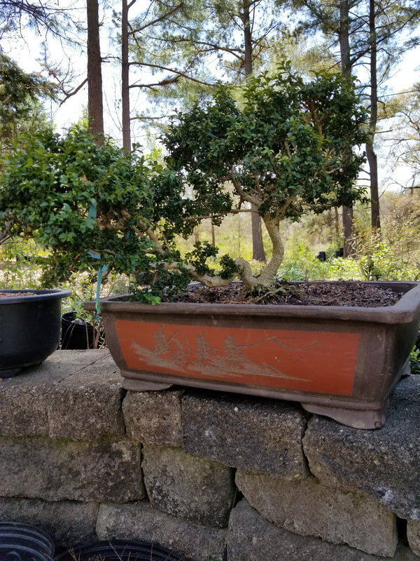 Boxwood Twin Trunk Specimen Bonsai Tree