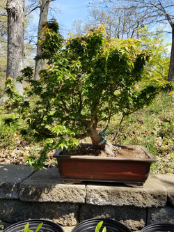 Kotohime Maple Large Specimen Bonsai Tree