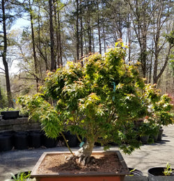 Kotohime Maple Large Specimen Bonsai Tree