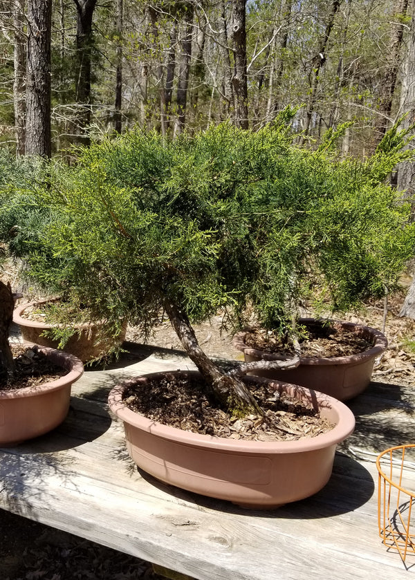 Sea Green Juniper Pre-Bonsai Trees