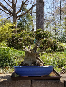 Yaupon Holly Specimen Bonsai Tree