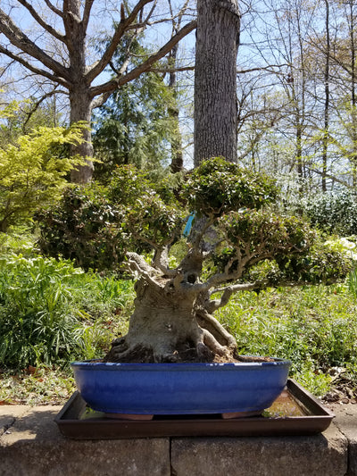 Yaupon Holly Specimen Bonsai Tree