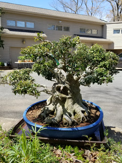 Yaupon Holly Specimen Bonsai Tree