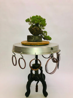 Back of Cascading Juniper Bonsai Tree Styled By Creighton Bostrom
