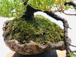 Cascade Branch Cascading Juniper Bonsai Tree Styled By Creighton Bostrom
