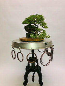 Front of Cascading Juniper Bonsai Tree Styled By Creighton Bostrom