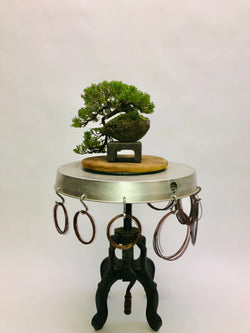 Left Side of Cascading Juniper Bonsai Tree Styled By Creighton Bostrom