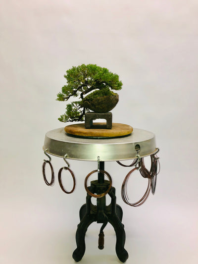 Left Side of Cascading Juniper Bonsai Tree Styled By Creighton Bostrom