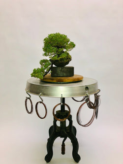 Right Side of Cascading Juniper Bonsai Tree Styled By Creighton Bostrom