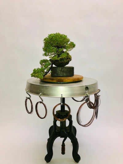 Right Side of Cascading Juniper Bonsai Tree Styled By Creighton Bostrom