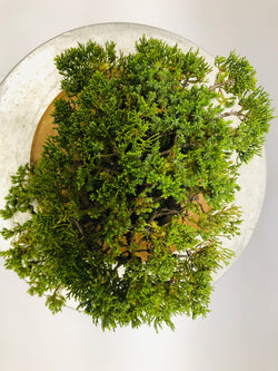 Top of Cascading Juniper Bonsai Tree Styled By Creighton Bostrom