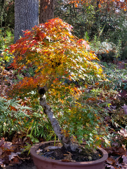 Japanese Maple Large Bonsai Tree