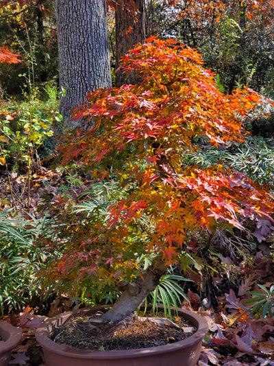 Japanese Maple Large Bonsai Tree